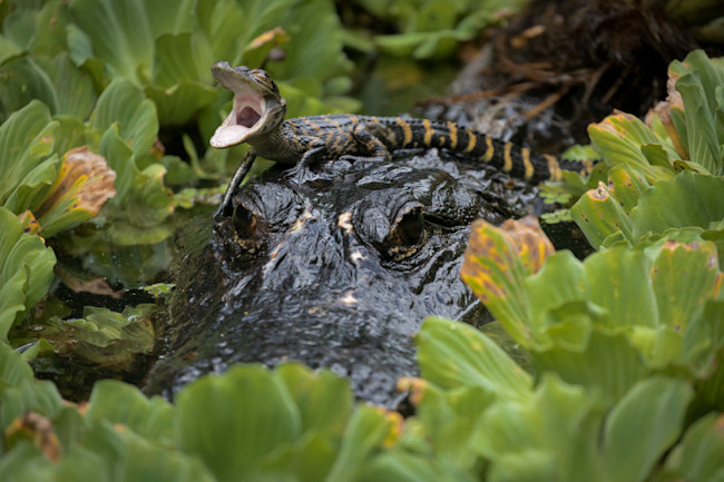 Baby American Alligator