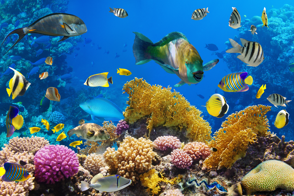 Where Fish Pee, Corals Grow | Discover Magazine