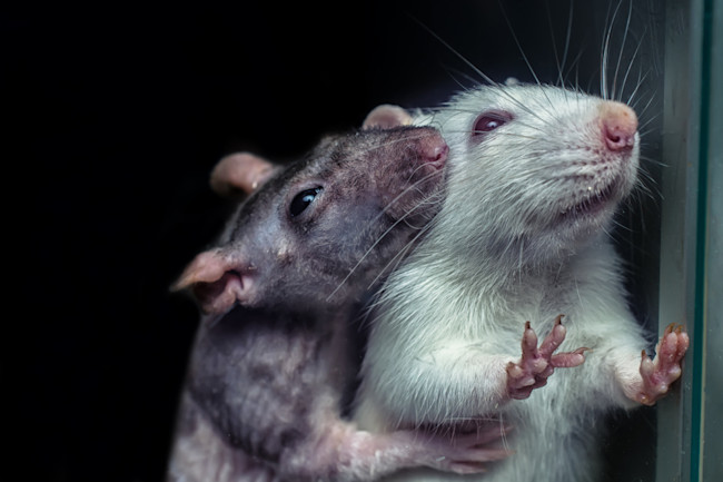 With A Whiff Mice Can Transmit Pain To Each Other Discover Magazine