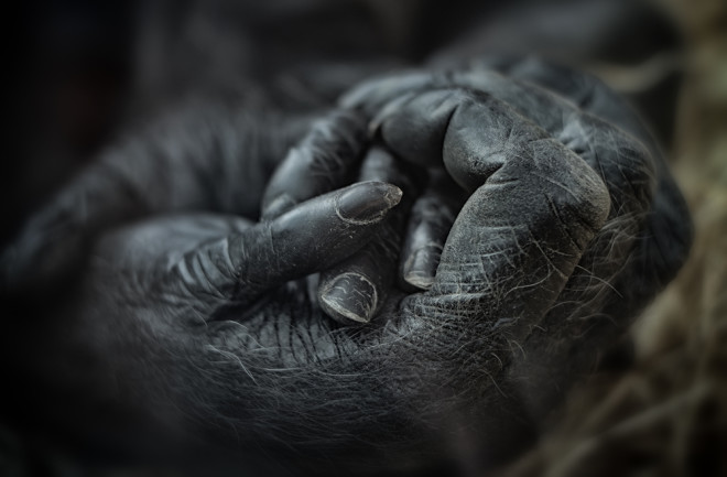 mother gorilla holding baby hand animal grief mourn - shutterstock