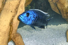 fishweb.gif