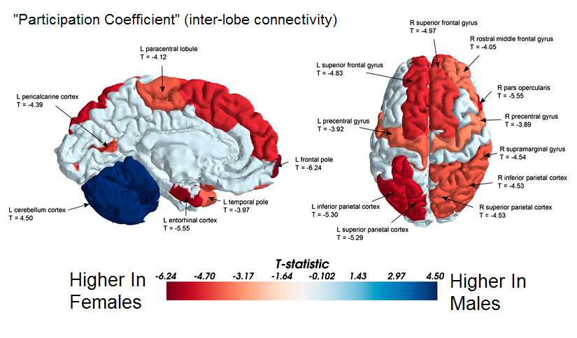 gender_brain.png