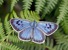 A Near-Extinct Blue Butterfly Flourishes Again, Thanks to a Red Ant ...