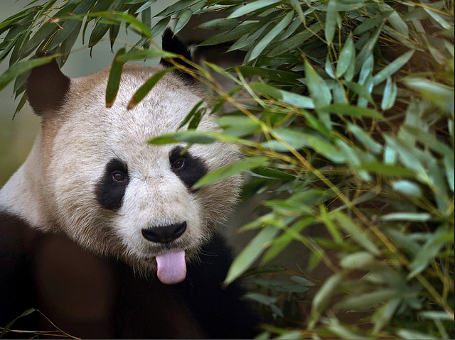 panda-tongue.jpg