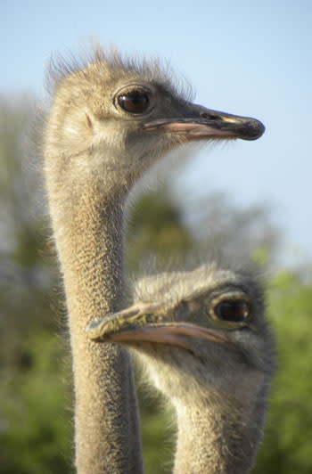 Ostrich_couple.jpg