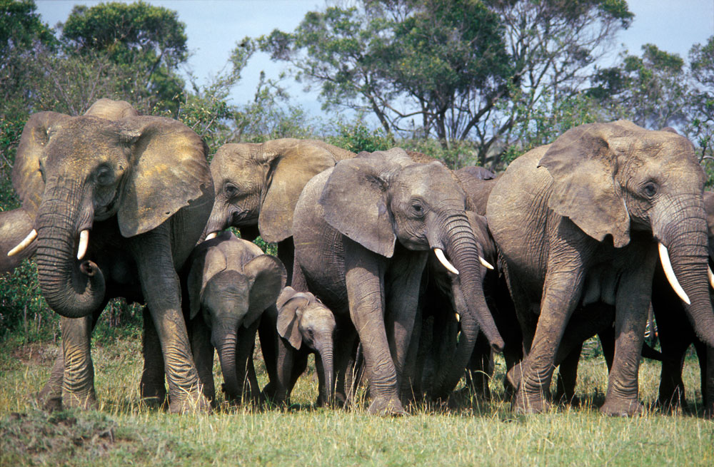 Elephants Recognize Humans By Voice Discover Magazine