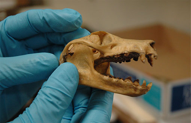 Fruit-bat-skull.jpg