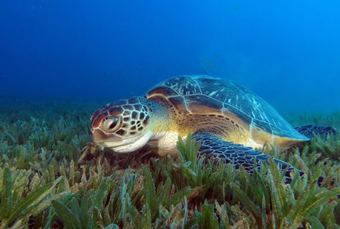 do hawksbill sea turtles eat seagrass