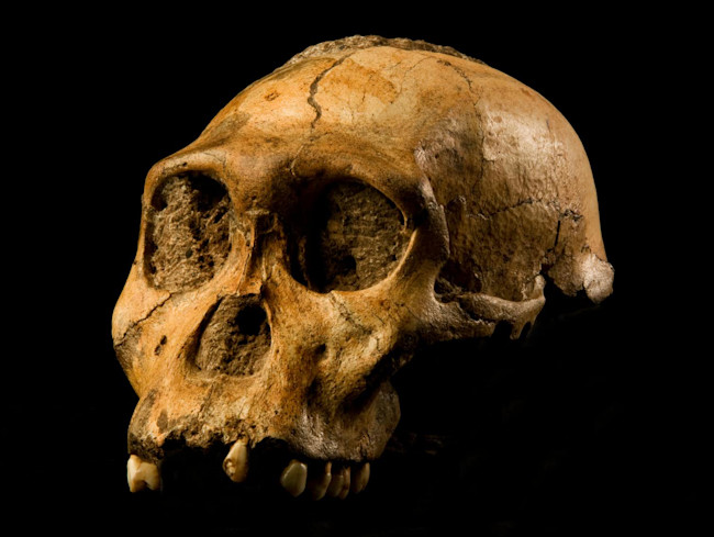A. sediba