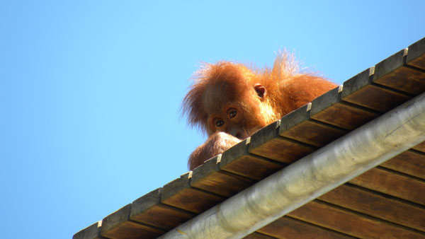 Orangutan_baby_peering.jpg