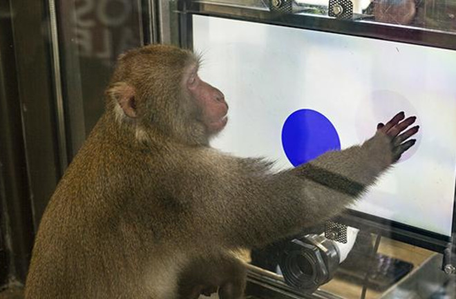 macaque-screen.jpg