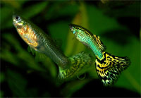 killifish and guppies