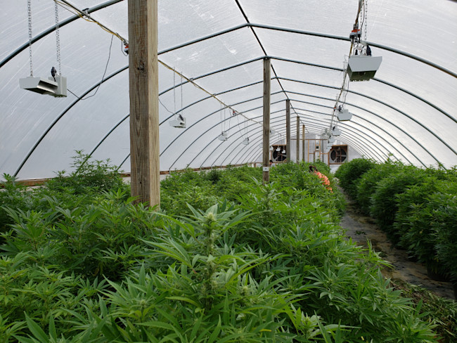 hemp farm