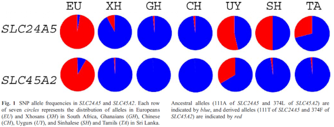slc45a2-1024x392.png
