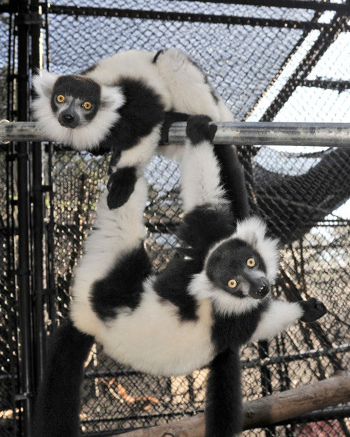 two-lemurs.jpg