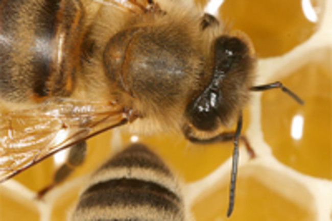 Bee.jpg