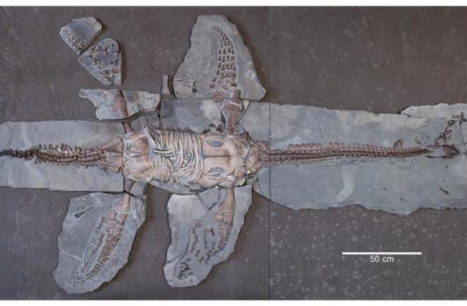 plesiosaur-fossil
