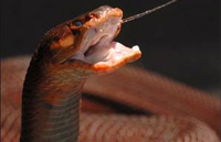 Cobra.jpg