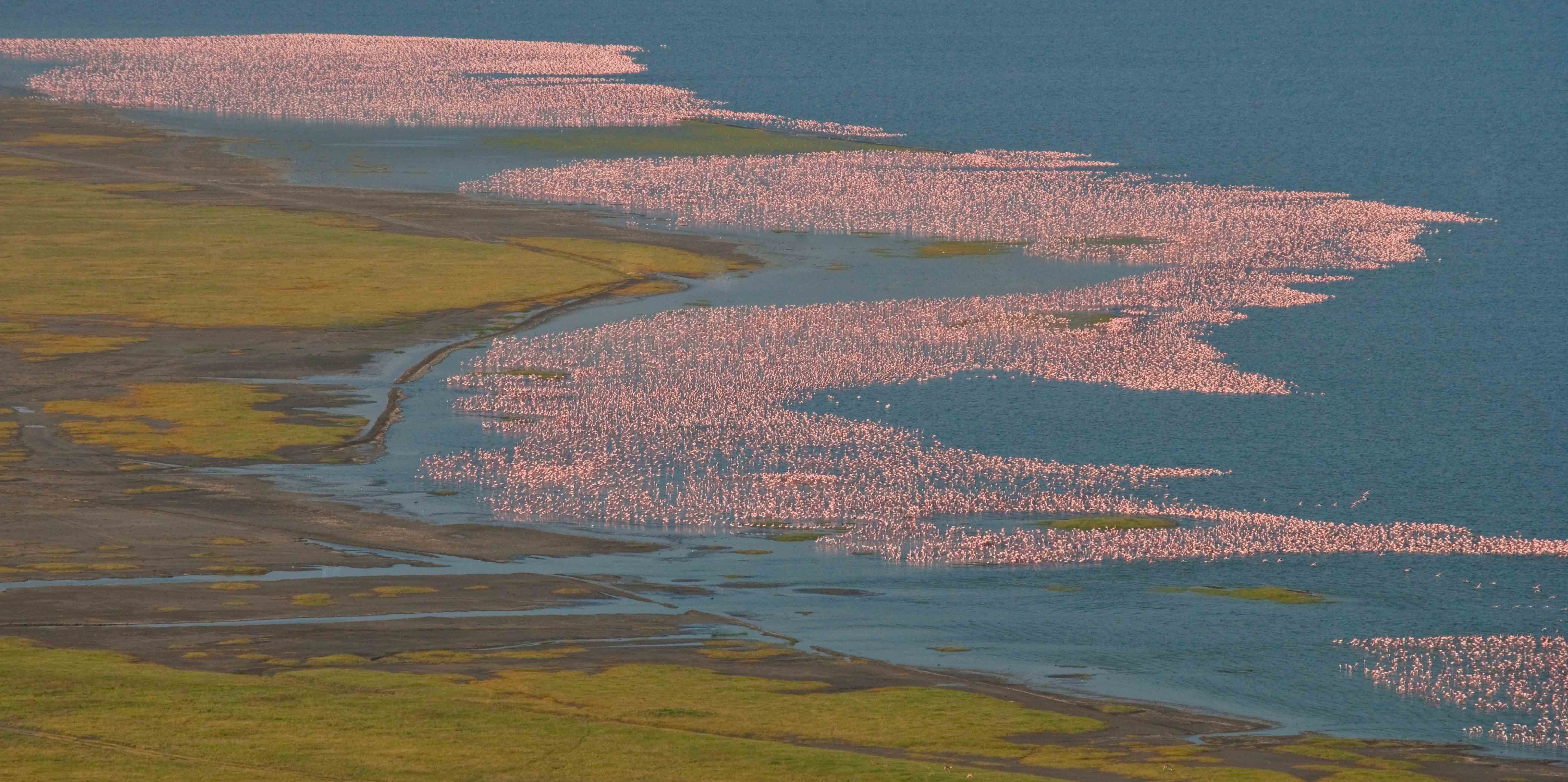 FlamingosLakeBogoria-1.jpg