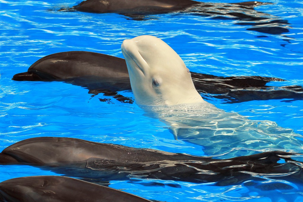 Beluga Living with Dolphins Swaps Her Calls for Theirs | Discover Magazine