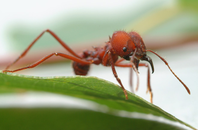 leaf cutter ant