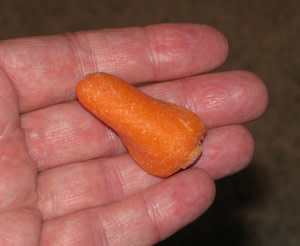 carrot_shuttle2.jpg