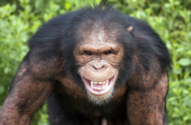 Can Evolution Explain All Dark Animal Behaviors? | Discover Magazine