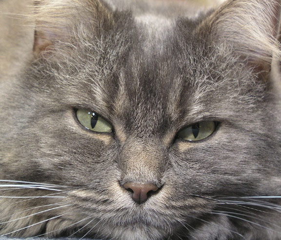cricketthebeauty_cropped2.jpg