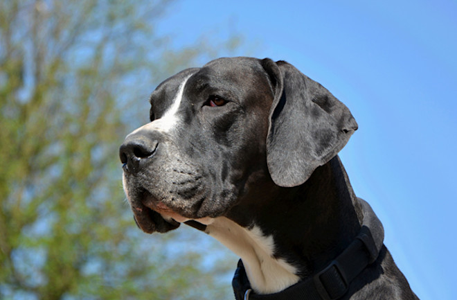 Vitamin sales k2 dogs