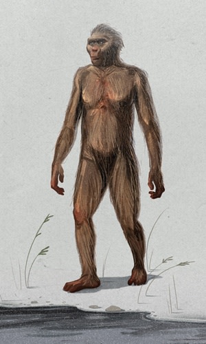australopithecus