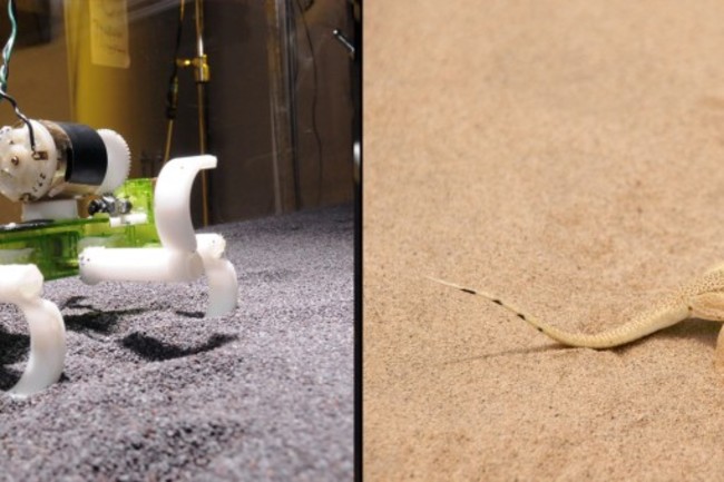 Robot Designed To Run Like A Lizard Over Sand Discover Magazine