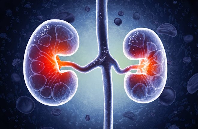 Over 800 Million People Have Chronic Kidney Disease but Many Don't Know It | Discover Magazine