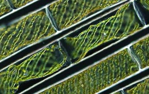 greenalgae