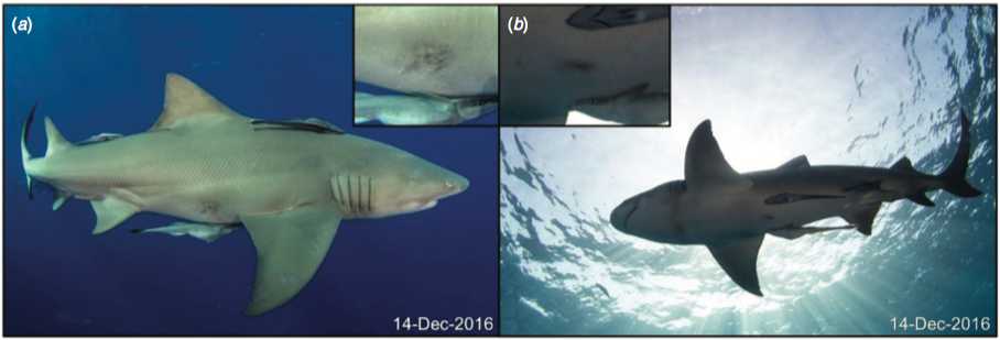 shark-scars.png