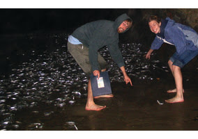grunion.jpg
