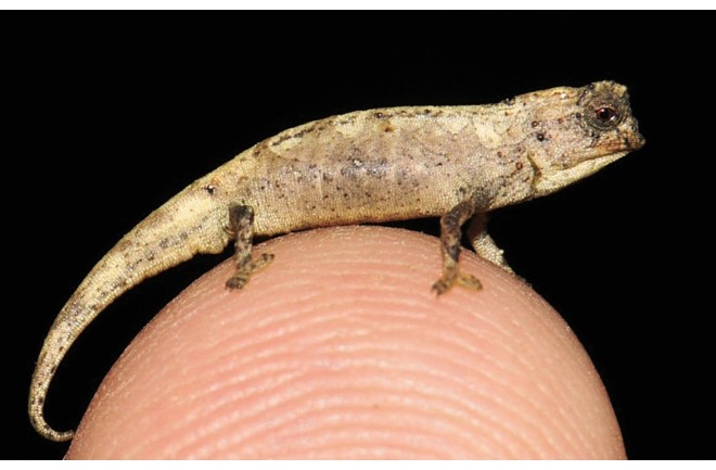 Brookesia nana Fig4A