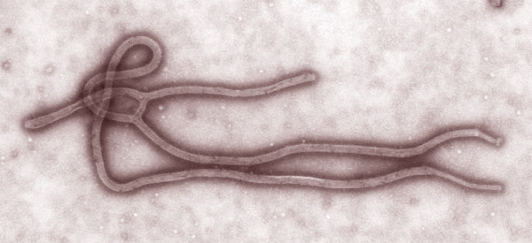 Ebola.jpg