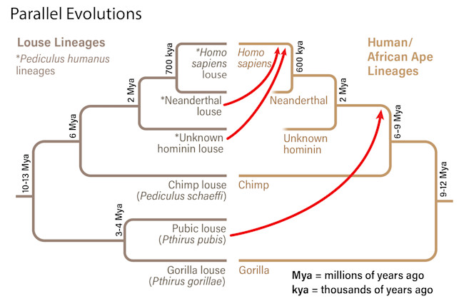 Parallel Evolution of Lice and Apes - Mackey/Discover