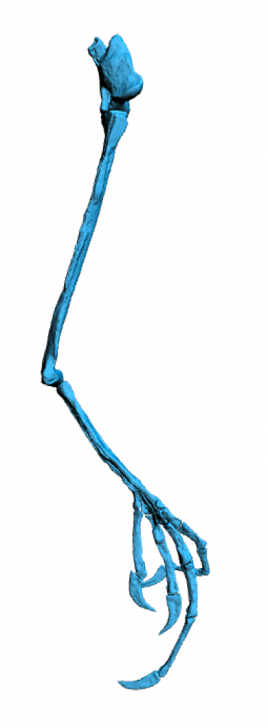 Elektorornis chenguangi long toe limb - Xing