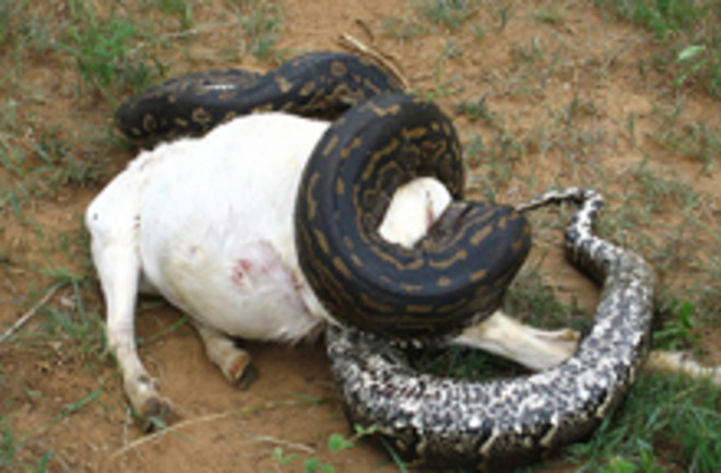 african-rock-python.jpg