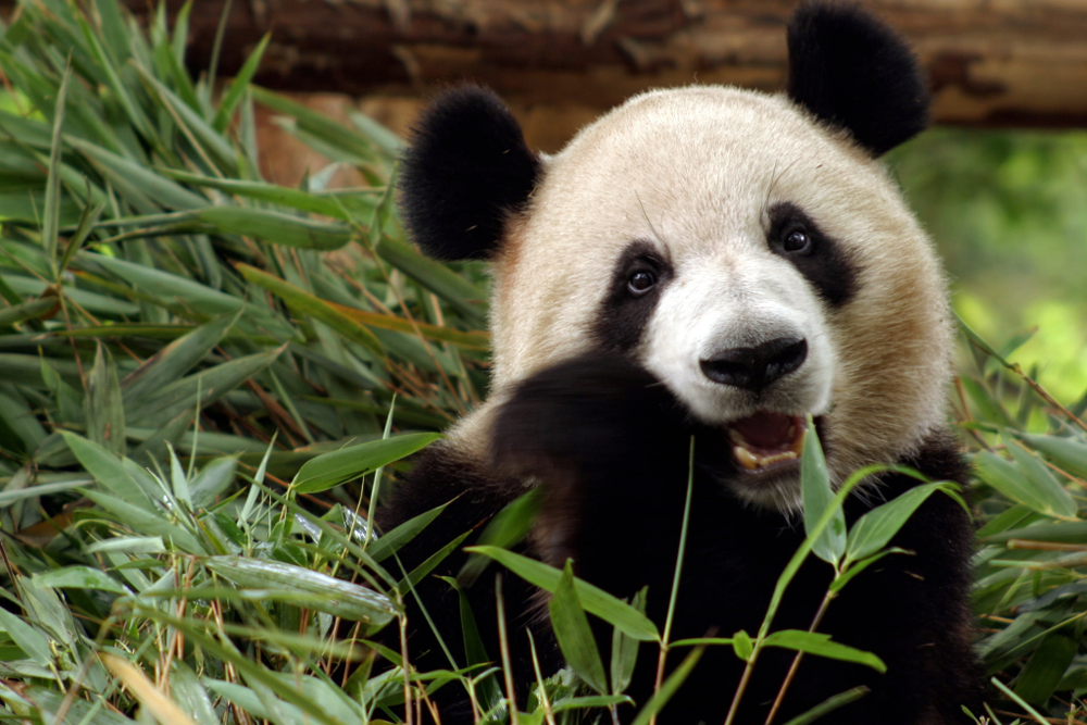 baby giant pandas eating bamboo