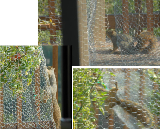cage5.jpg
