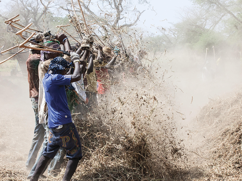 peanut pickers