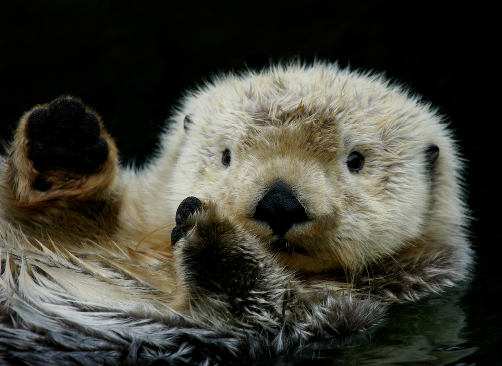 Could Sea Otters Help Save California's Vanishing Kelp Forests? | Discover  Magazine