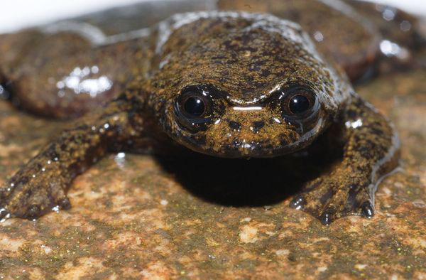 borneo-lungless-frog_19335_.jpg