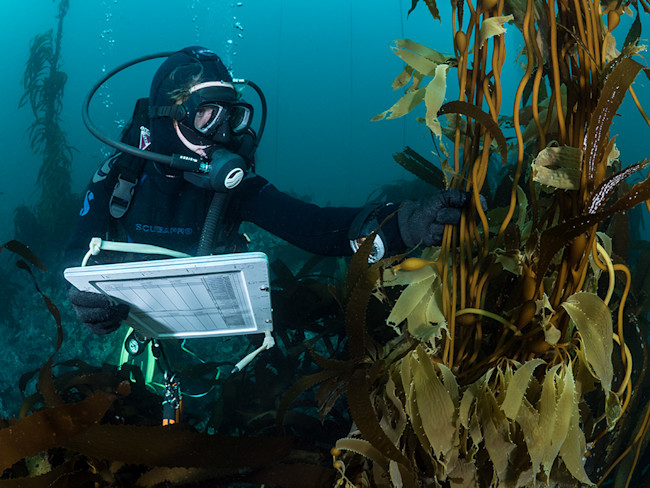 A Reef Check California diver - Kate Vylet