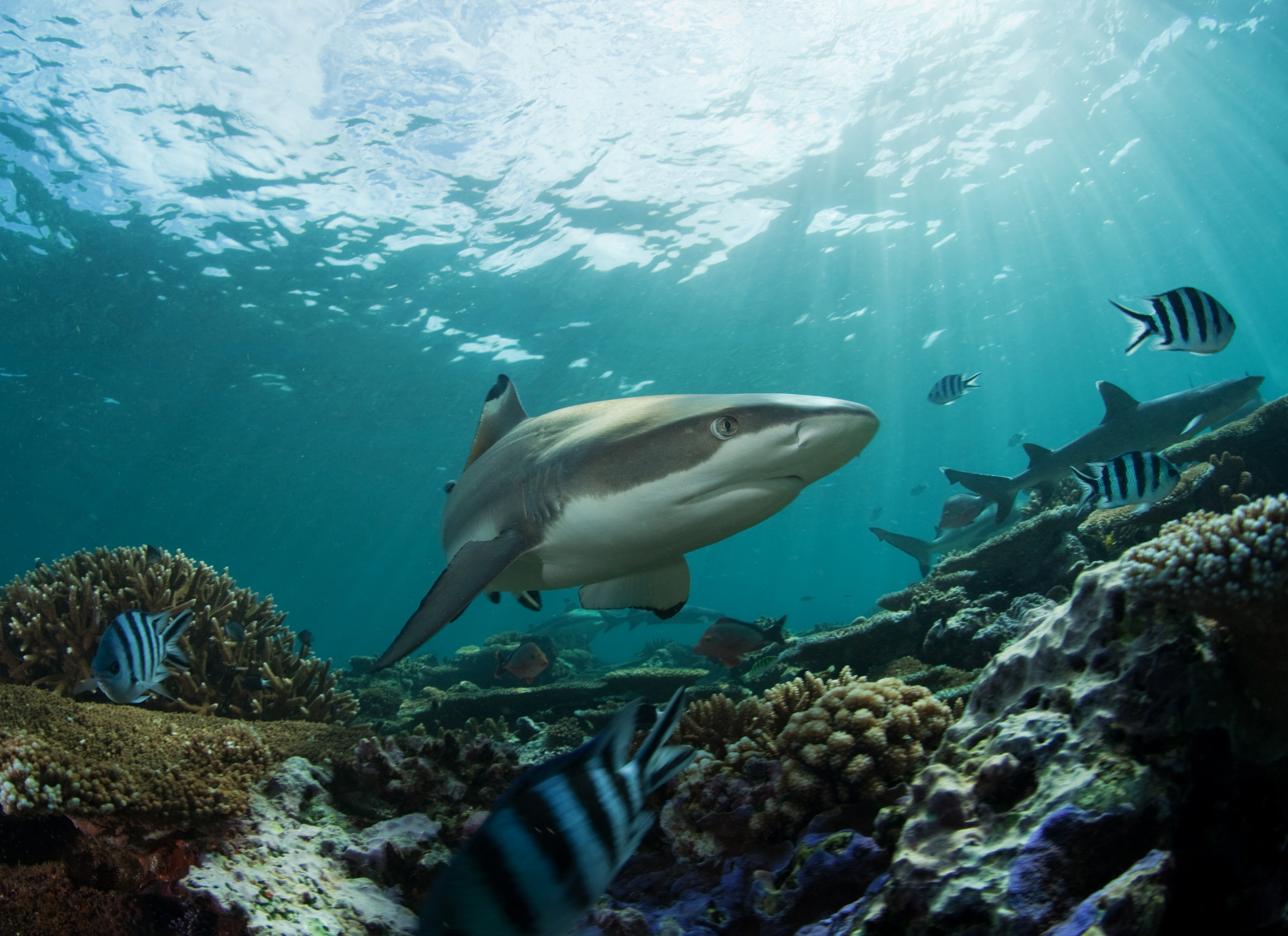 Тихий океан подводный мир акулы