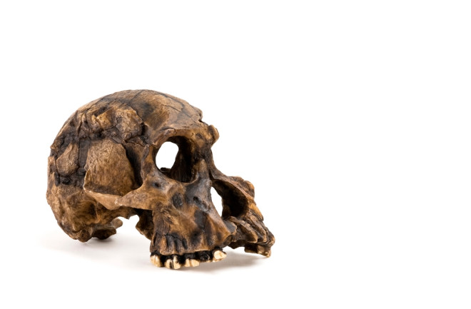 Homo Habilis Skull