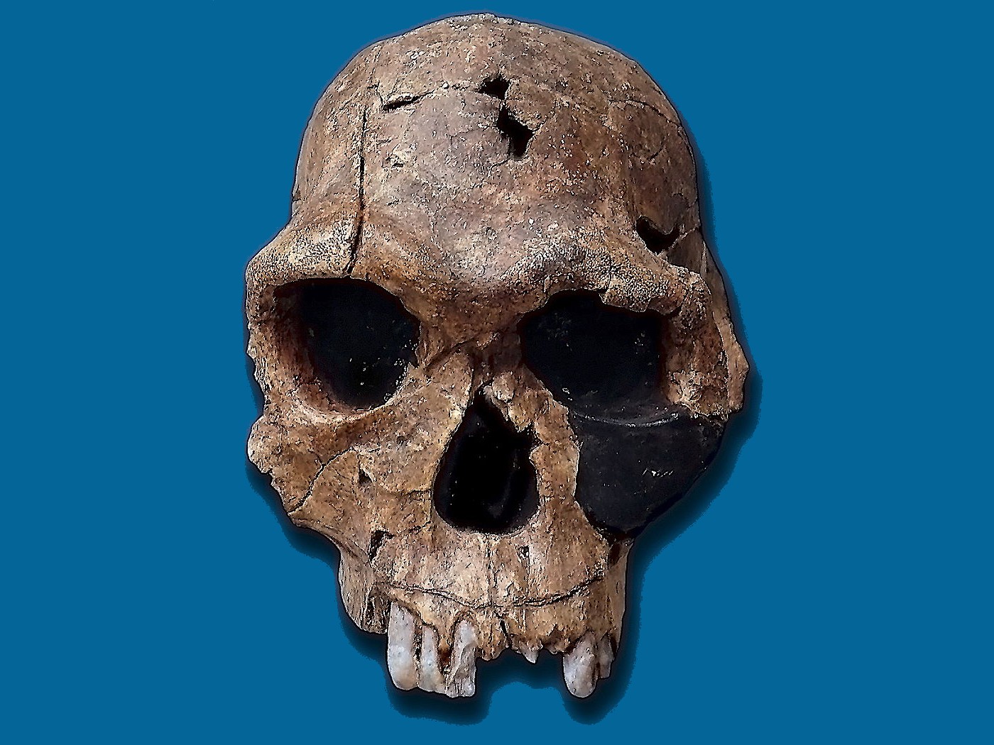 Top 39+ imagen oldest human fossil