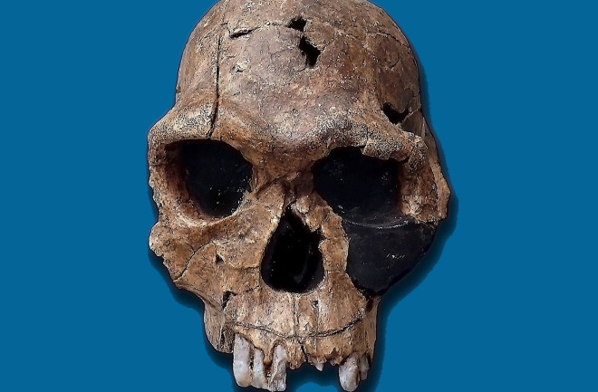 Homo Habilis Skull - Wikimedia Commons